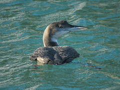 Common Loon