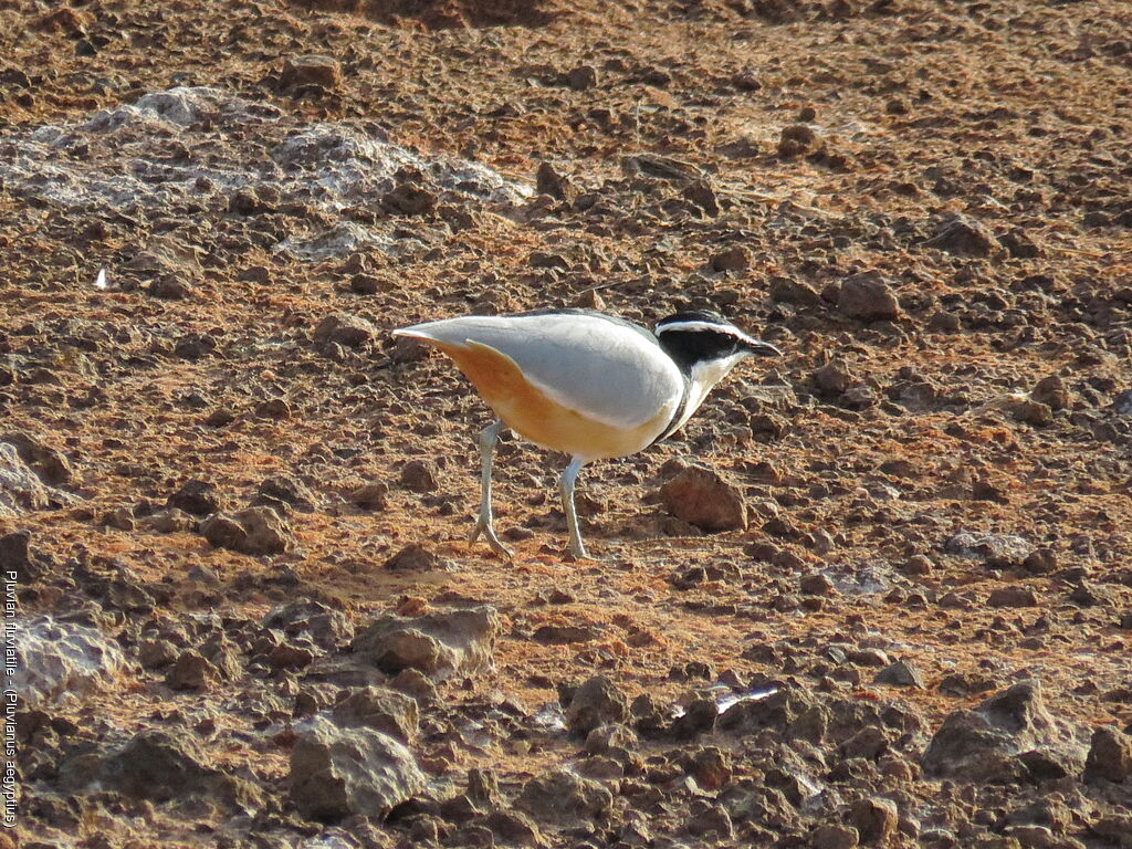 Egyptian Plover