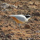Pluvian fluviatile