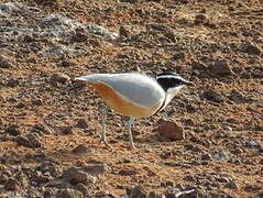 Egyptian Plover