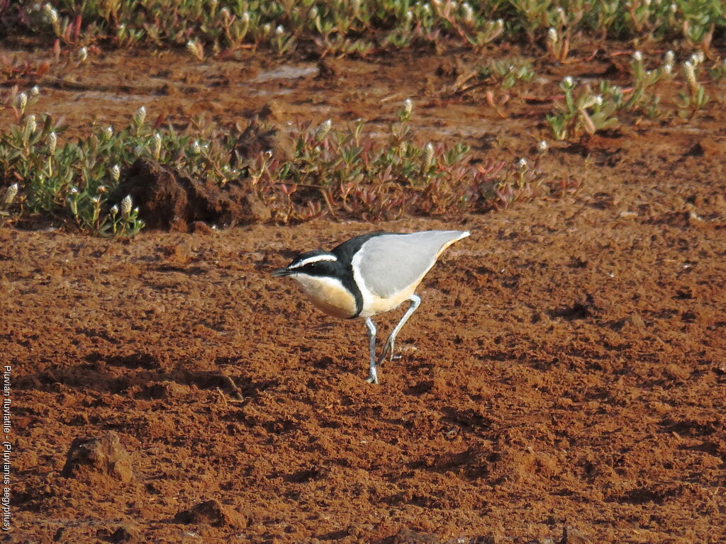 Egyptian Plover