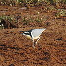 Pluvian fluviatile