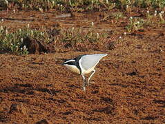 Egyptian Plover