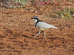 Egyptian Plover