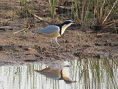 Egyptian Plover