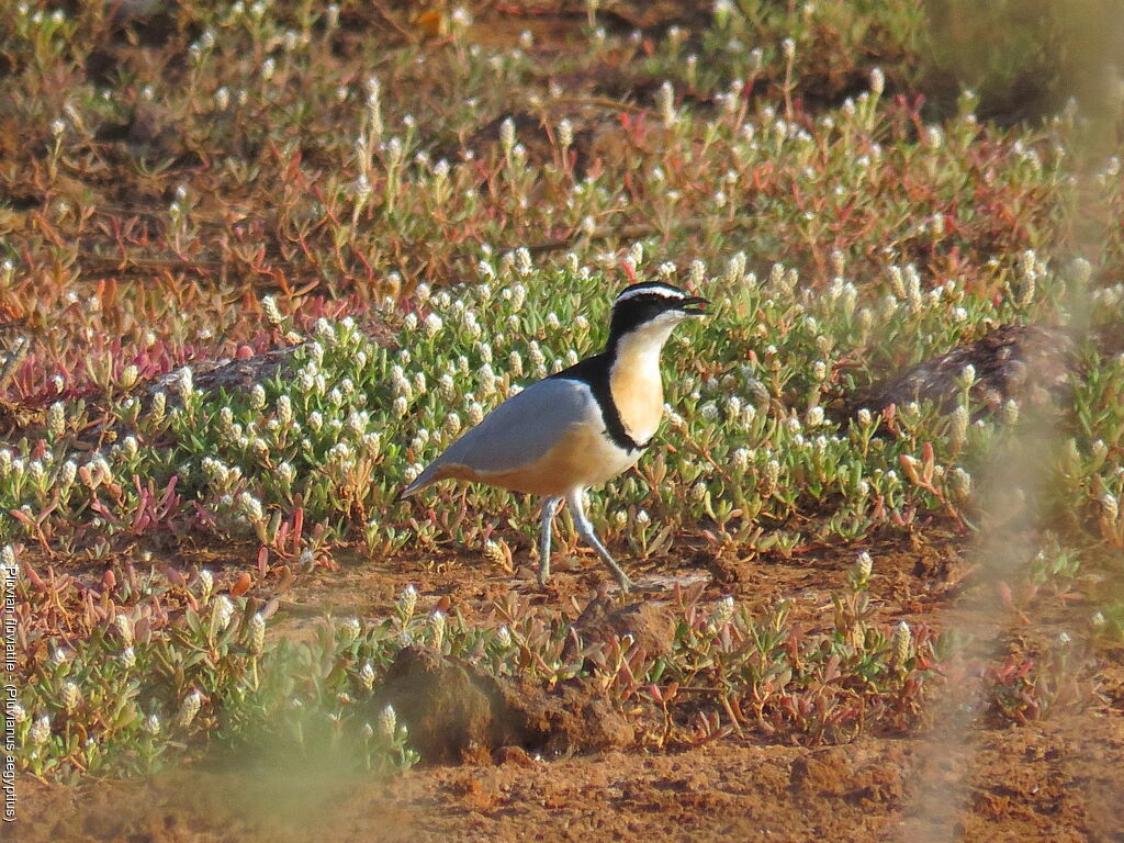 Egyptian Plover