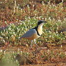 Pluvian fluviatile