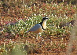 Egyptian Plover