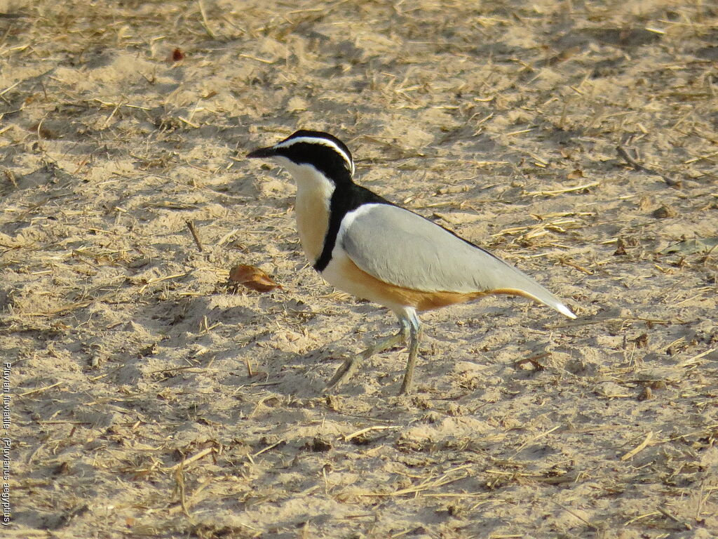 Egyptian Plover