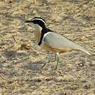 Pluvian fluviatile