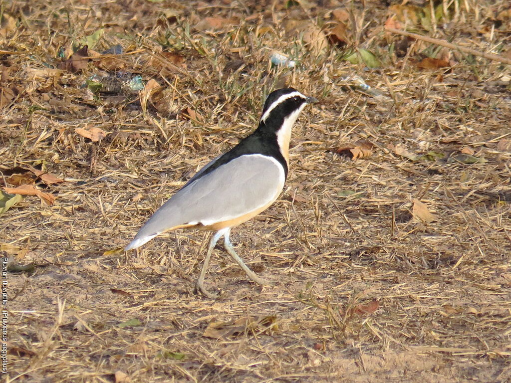 Egyptian Plover