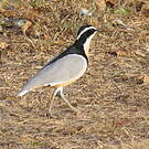 Pluvian fluviatile