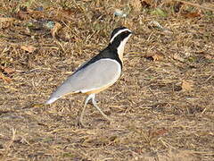 Egyptian Plover