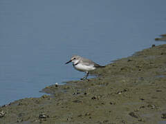 Wrybill