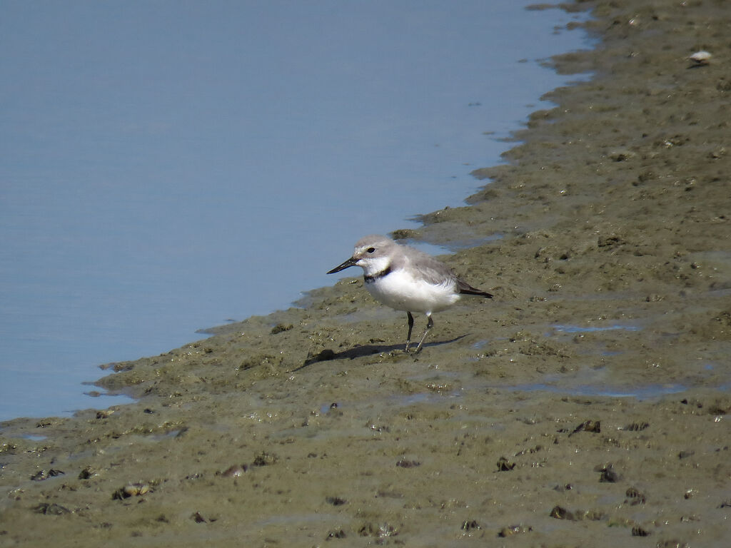 Wrybill