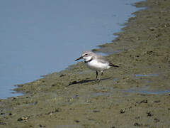 Wrybill