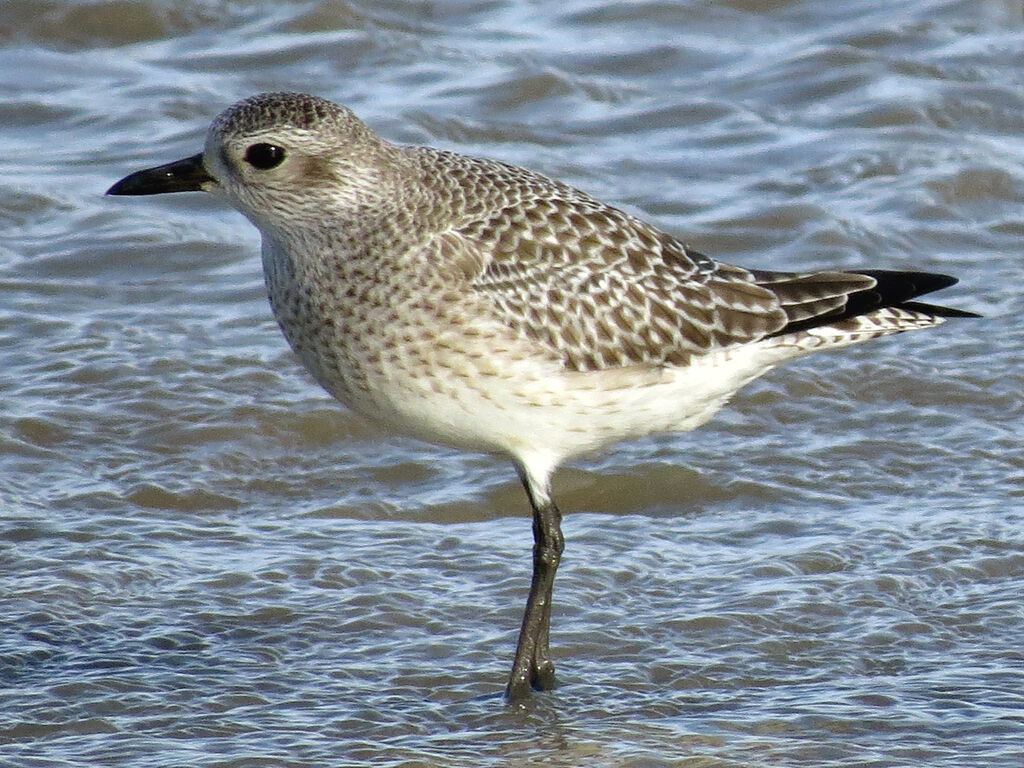 Grey Plover