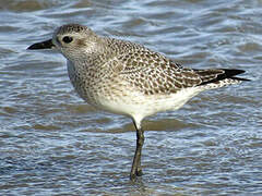 Grey Plover