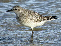 Grey Plover