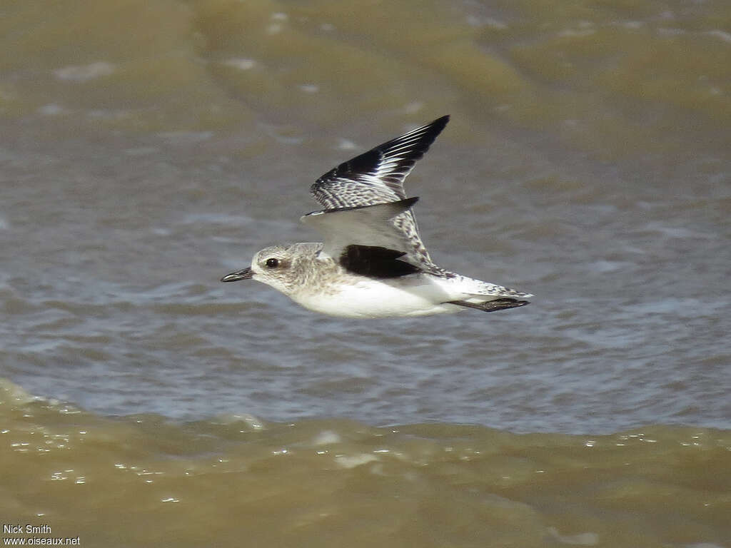 Pluvier argenté