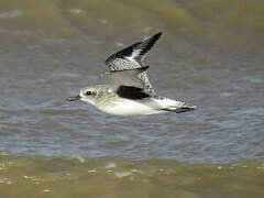 Grey Plover