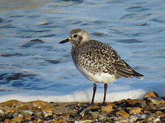 Grey Plover