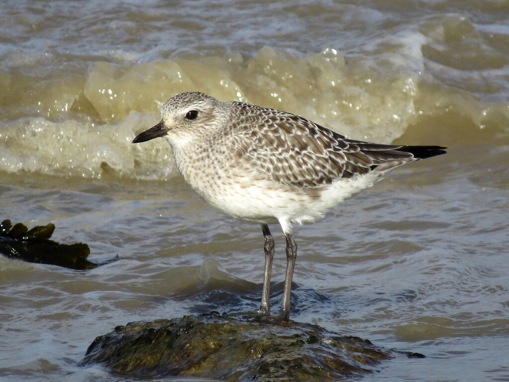 Grey Plover