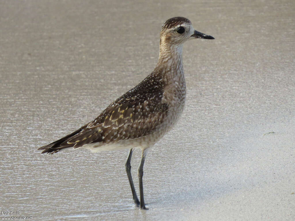 American Golden Ploveradult post breeding, identification