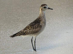 American Golden Plover