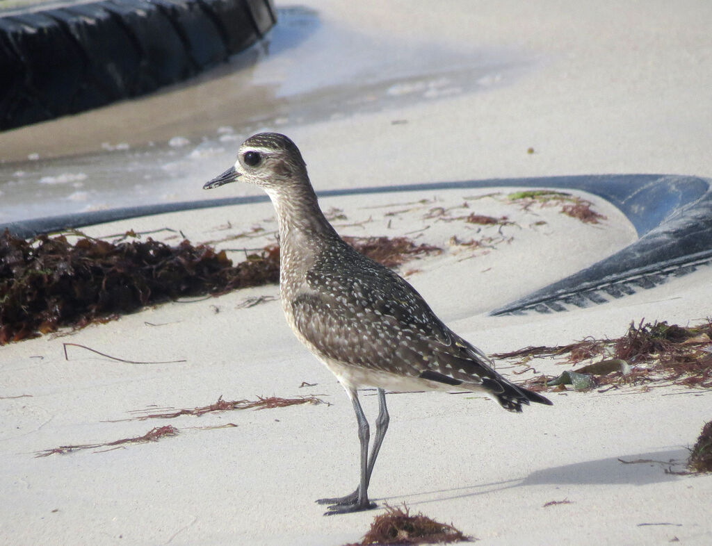 American Golden Plover