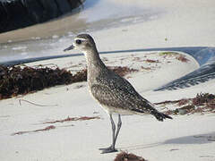 American Golden Plover