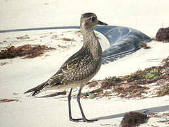 American Golden Plover