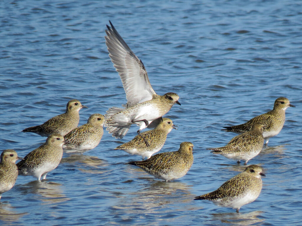 European Golden Plover