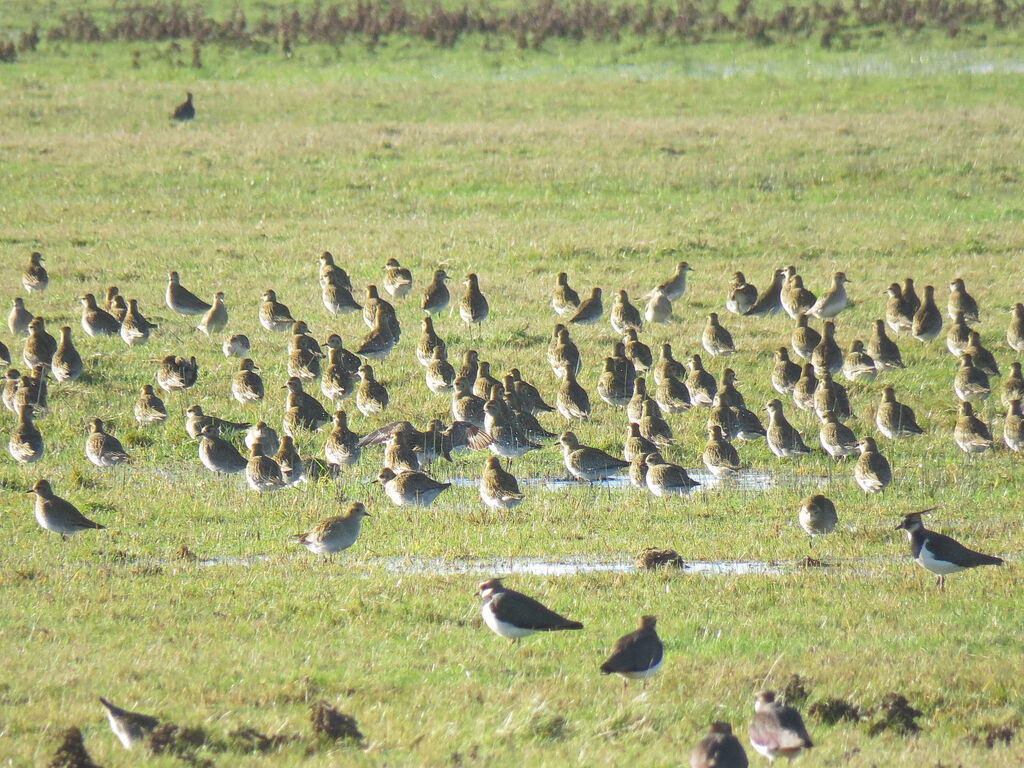 European Golden Plover