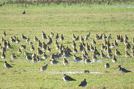 European Golden Plover