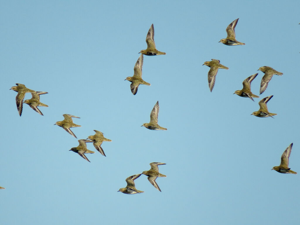 European Golden Plover