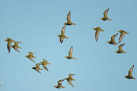 European Golden Plover