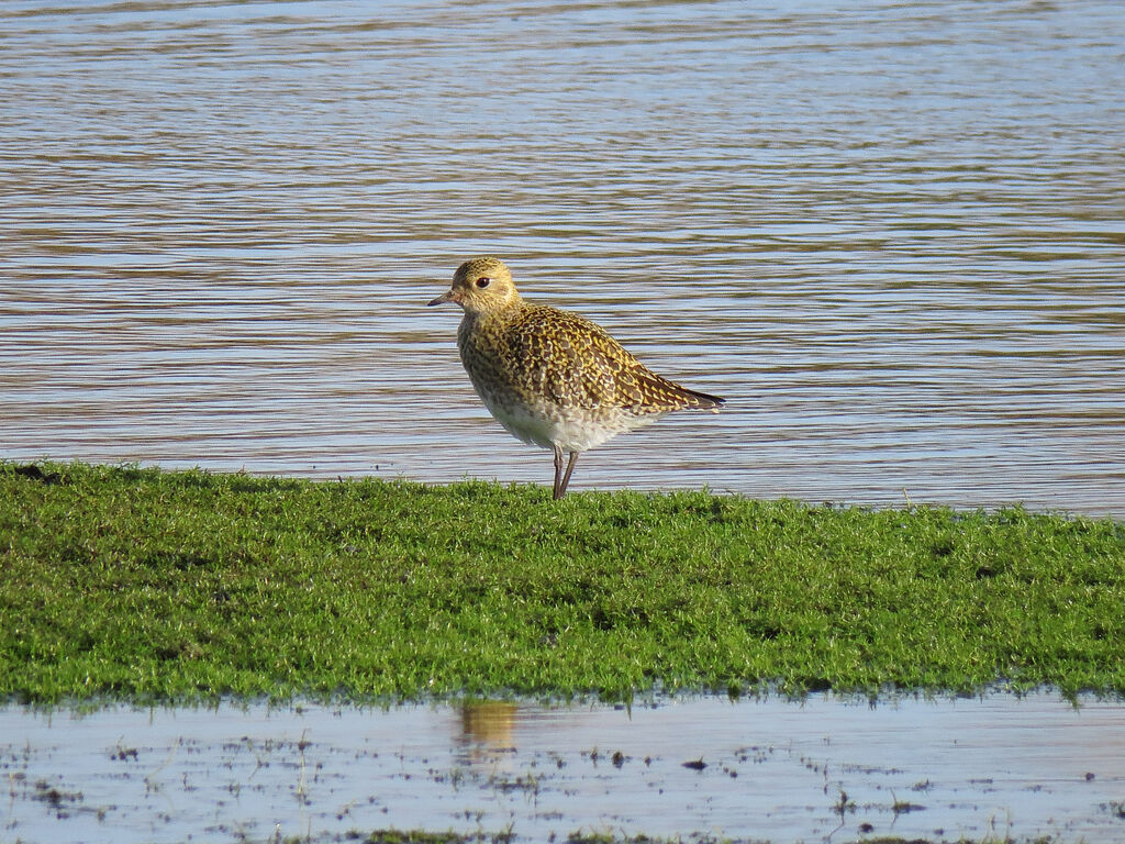 European Golden Plover