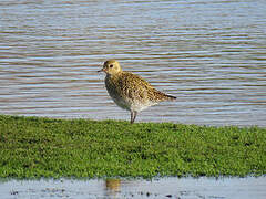 European Golden Plover