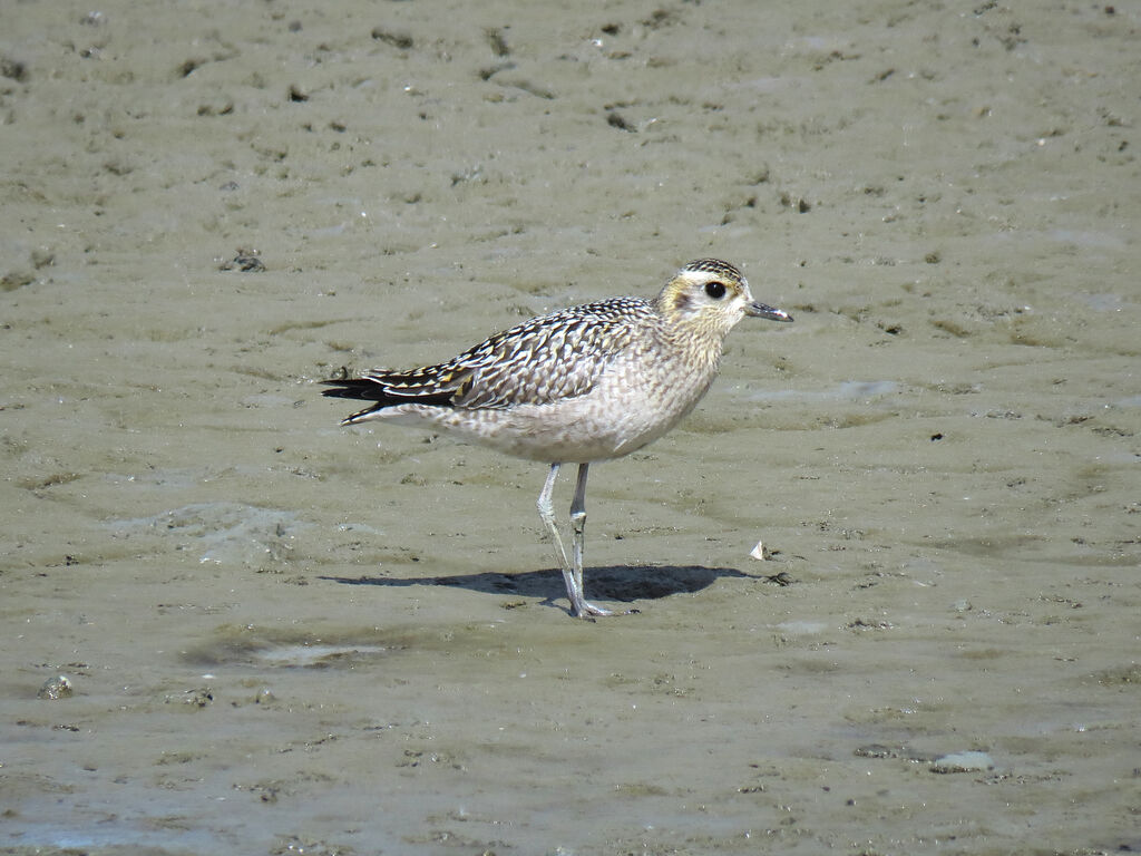 Pacific Golden Plover