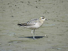 Pacific Golden Plover