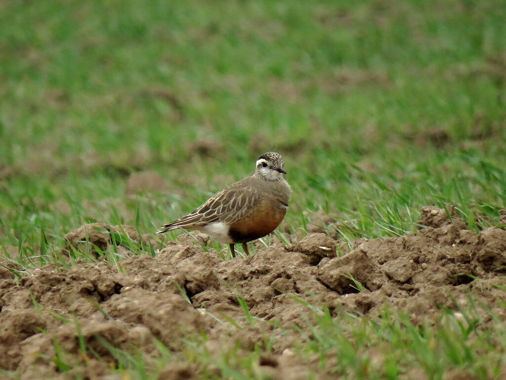 Eurasian Dotterel