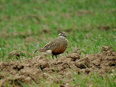 Eurasian Dotterel