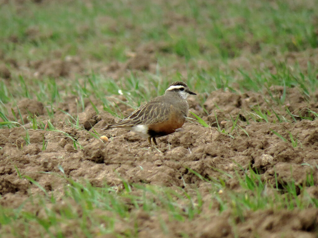 Eurasian Dotterel