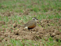 Eurasian Dotterel