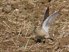 Eurasian Dotterel