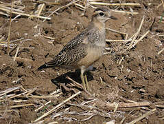Eurasian Dotterel