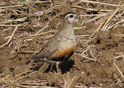 Eurasian Dotterel