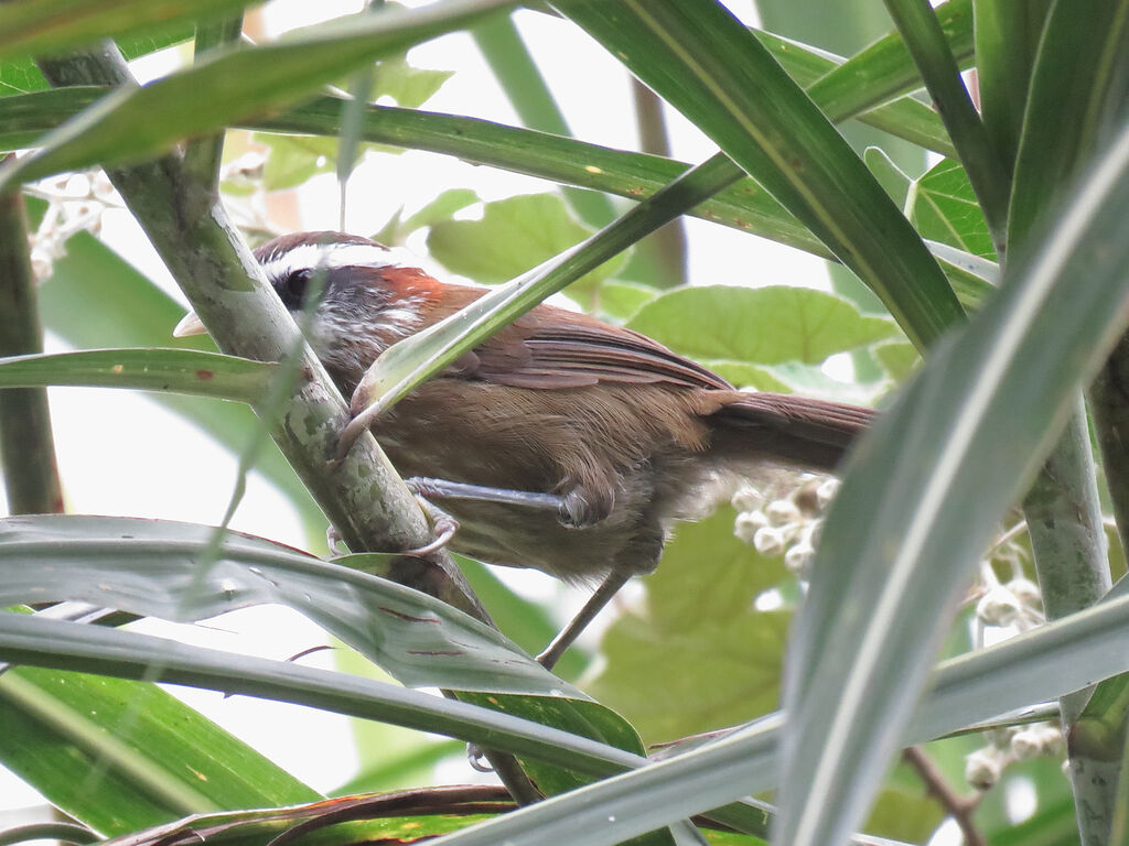 Streak-breasted Scimitar Babbler