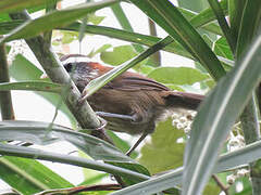 Streak-breasted Scimitar Babbler